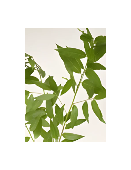 Bayleaf 5 / 10 /15 / 20 bunches