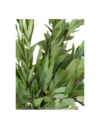 Bayleaf 5 / 10 /15 / 20 bunches Bayleaf 5 / 10 /15 / 20 bunches