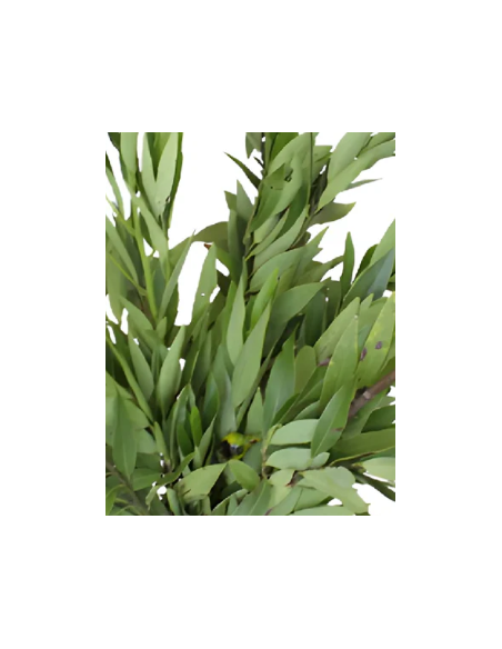 Bayleaf 5 / 10 /15 / 20 bunches