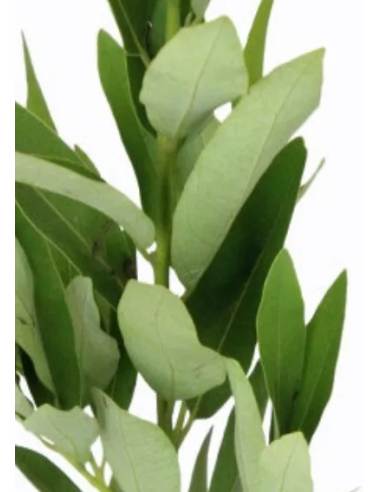 Bayleaf 5 / 10 /15 / 20 bunches Bayleaf 5 / 10 /15 / 20 bunches