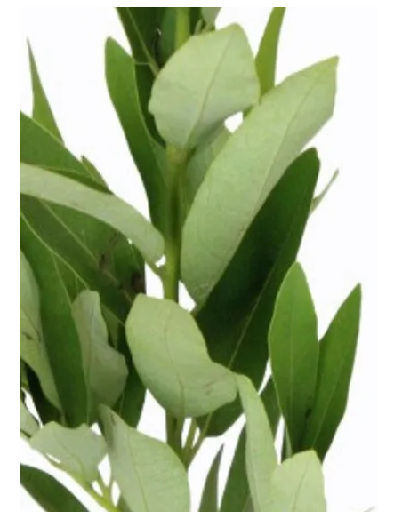 Bayleaf 5 / 10 /15 / 20 bunches