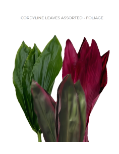 Cordyline "Ti Leaves" assorted box 150 stems