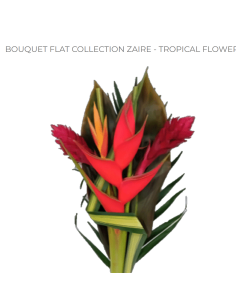 Tropical Bouquet "ZAIRE" FLAT Premium Collection 12 bunches