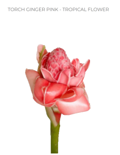 Pink Torch Ginger Bulk - 10 Stems | Florasource Luxury Wholesale