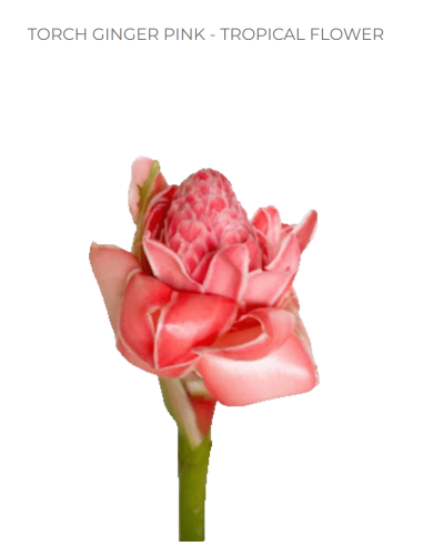 Pink Torch Ginger Bulk - 10 Stems | Florasource Luxury Wholesale