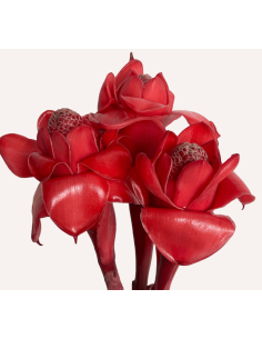 RED Torch Ginger 10 Stems
