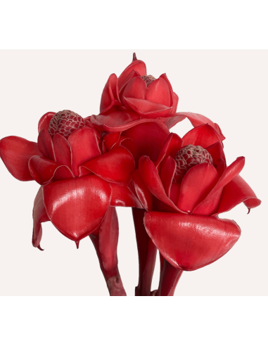 Red Torch Ginger | 10 Stems