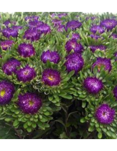 Summer Aster Blue 100 stems