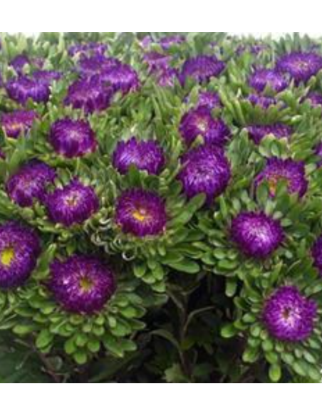Summer Aster Blue 100 stems