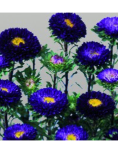 Summer Aster Blue 100 stems 2