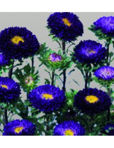 Summer Aster Blue 100 stems