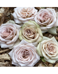 VIP Rose Notre Dam 40 stems