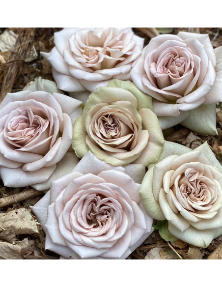 VIP Rose Notre Dam 40 stems