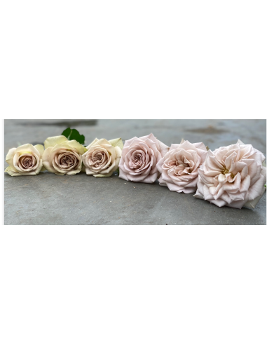 VIP Rose Notre Dam 40 stems