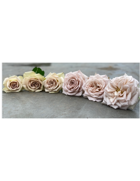 VIP Rose Notre Dam 40 stems