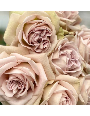 VIP Rose Notre Dam 40 stems