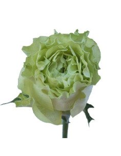Garden Rose Super Green 100 Stems