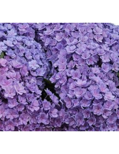 Premium Holland Hydrangea Luxor Double Blue 40cm 20 stems