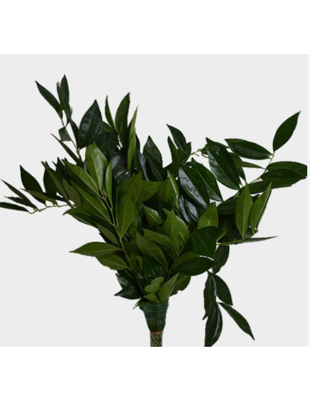 Wholesale Cocculus Greenery | Premium Lush Floral Foliage