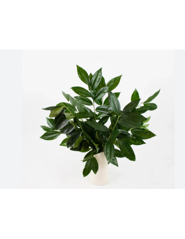 Cocculus Greenery Cocculus Greenery