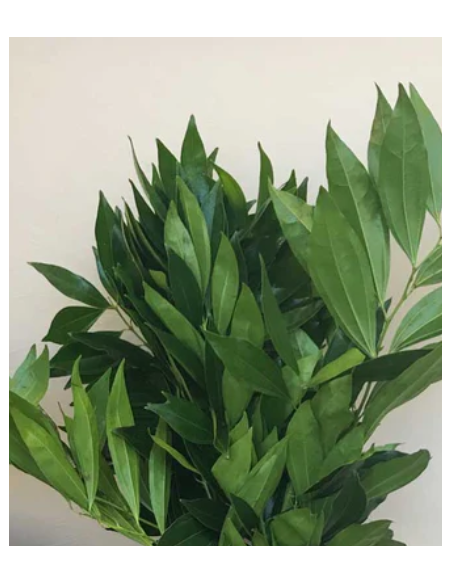 Wholesale Cocculus Greenery | Premium Lush Floral Foliage