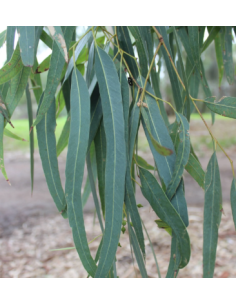 Eucalyptus Blue Gum 5 /10 / 15 / 20 bunches 2