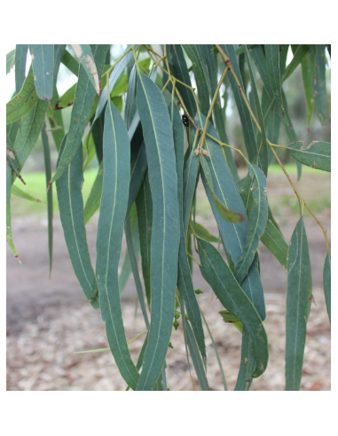 Eucalyptus Blue Gum 5 /10 / 15 / 20 bunches Eucalyptus Blue Gum 5 /10 / 15 / 20 bunches
