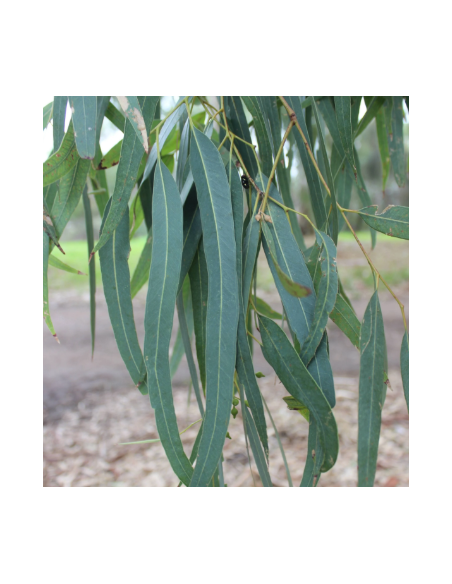 Eucalyptus Blue Gum 5 /10 / 15 / 20 bunches