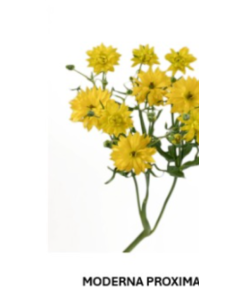 Butterfly Ranunculus Solid Pack 120  stems