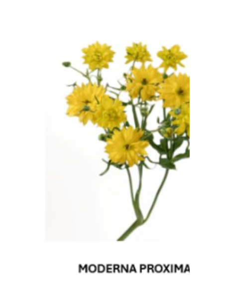 Butterfly Ranunculus Solid Pack 120  stems