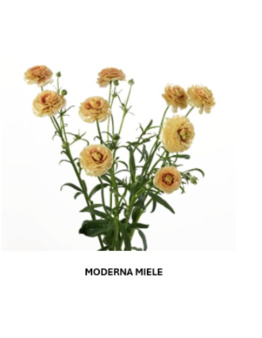 Butterfly Ranunculus Solid Pack 120  stems