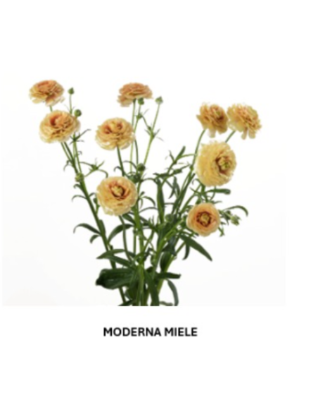 Butterfly Ranunculus Solid Pack 120  stems