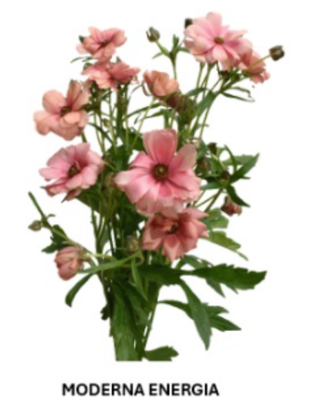 Butterfly Ranunculus Solid Pack 120  stems