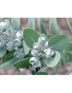 Eucalyptus Tetragona With Pods 50 stems 2