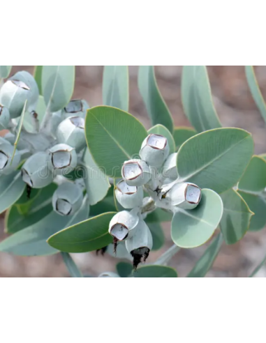 Eucalyptus Tetragona With Pods 50 stems Eucalyptus Tetragona With Pods 50 stems