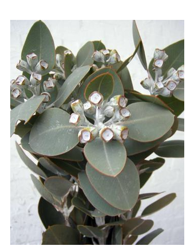 Eucalyptus Tetragona With Pods 50 stems Eucalyptus Tetragona With Pods 50 stems