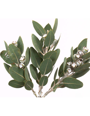 Eucalyptus Tetragona With Pods 50 stems Eucalyptus Tetragona With Pods 50 stems