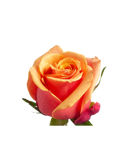 Cherry Brandy Roses 50 / 100 / 200 stems