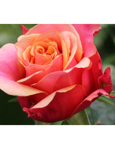 Cherry Brandy Roses | Bi‑Color Orange & Cherry Premium Wholesale Roses