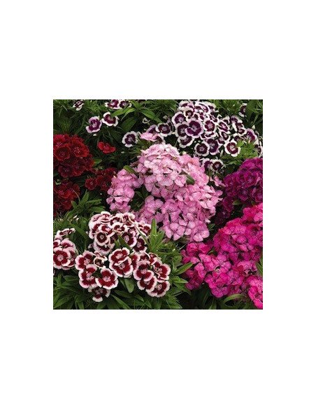 Dianthus By the Box 10 Bunches