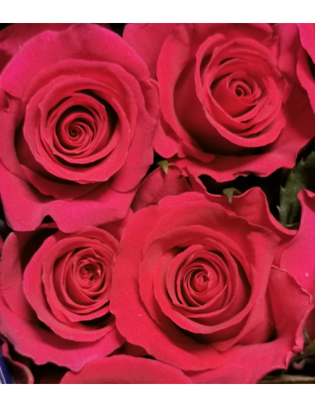 Gotcha Pink Rose 50 / 100 stems