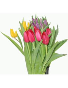FALL PACK Premium Holland Tulips 170 stems 2