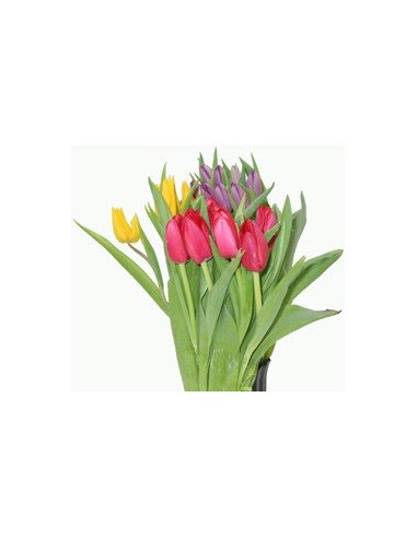 Greenhouse Tulips Assorted By the Box