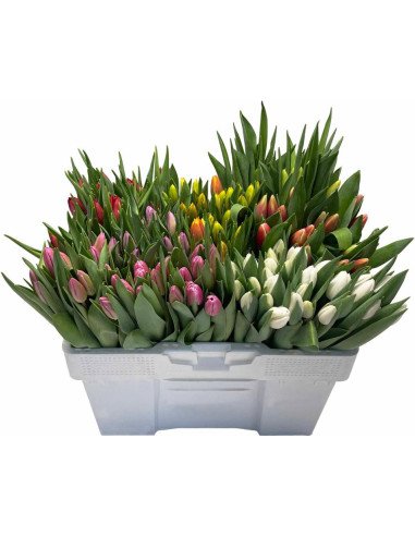 FALL PACK Premium Holland Tulips 170 stems