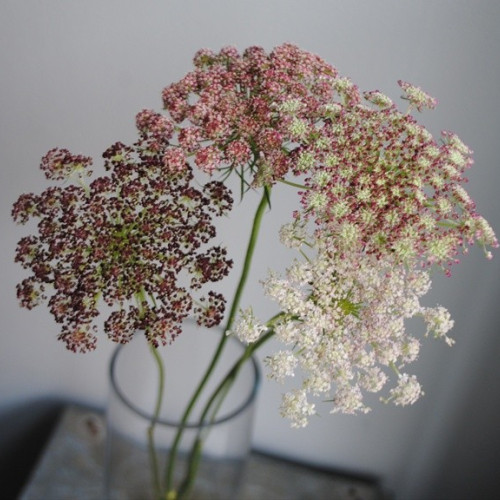 Queen Anns Lace "Chocolate Lace" 70 stems