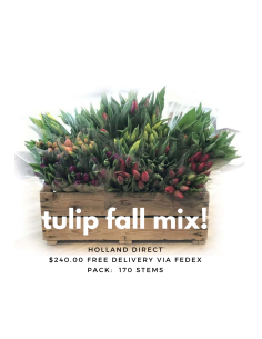 FALL PACK Premium Holland Tulips 170 stems