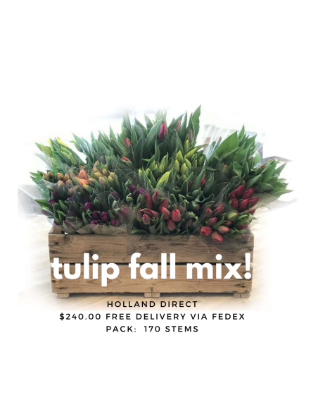 FALL PACK Premium Holland Tulips 170 stems