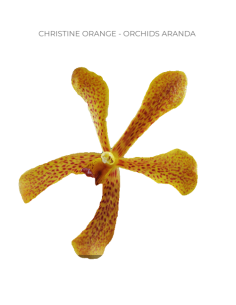 Mokara / Aranda Orchids  'christine orange" 70 stems