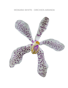 Mokara / Aranda Orchids  'mokara white" 70 stems