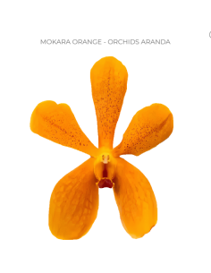 Mokara / Aranda Orchids  'mokara orange" 70 stems